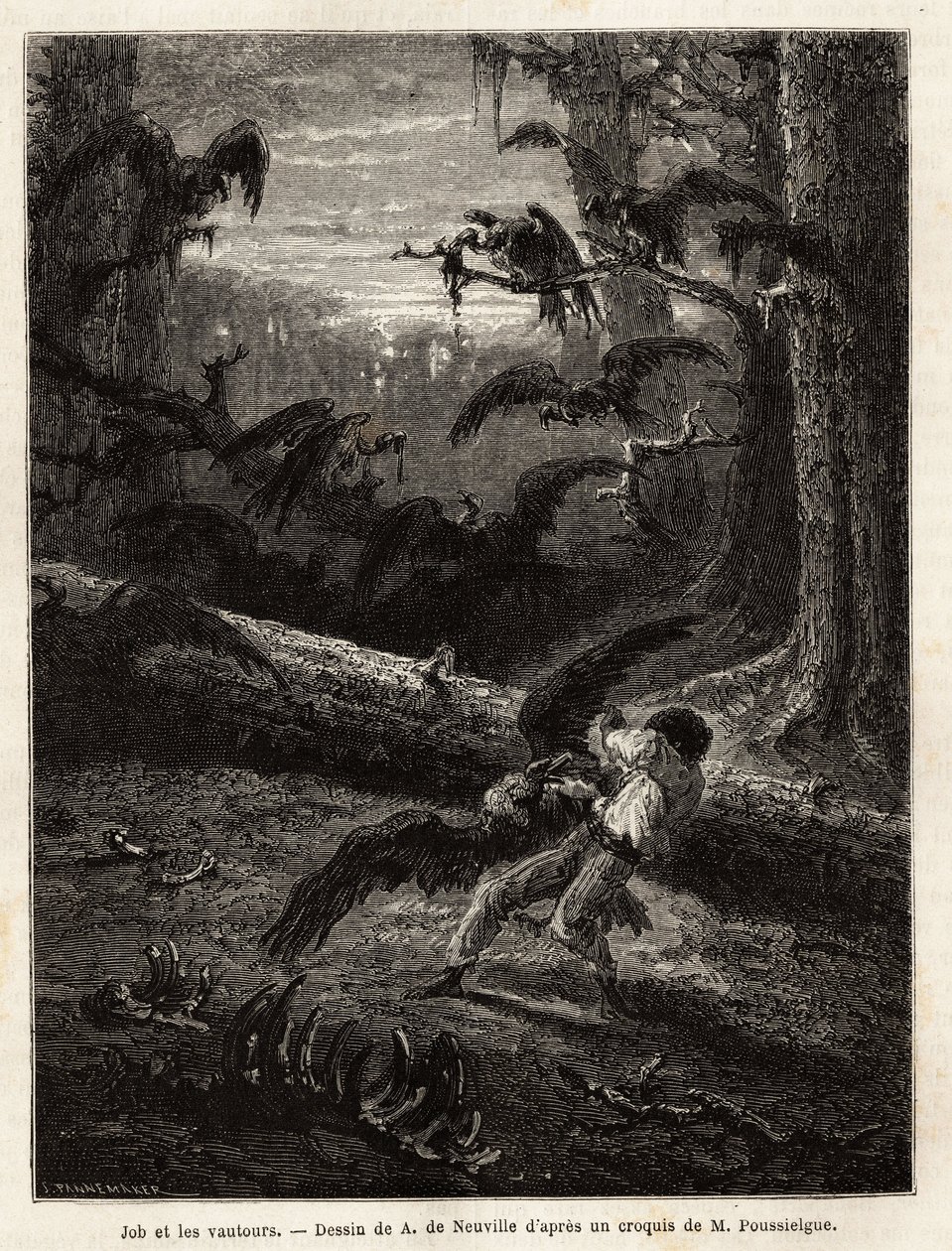 Job (reisekamerat til redaktøren), angrepet av gribber. Gravering for å illustrere historien Quatre mois en Florida, av M. Pousselgue, i 1851-1852, publisert i "" le tour du monde", under ledelse av D