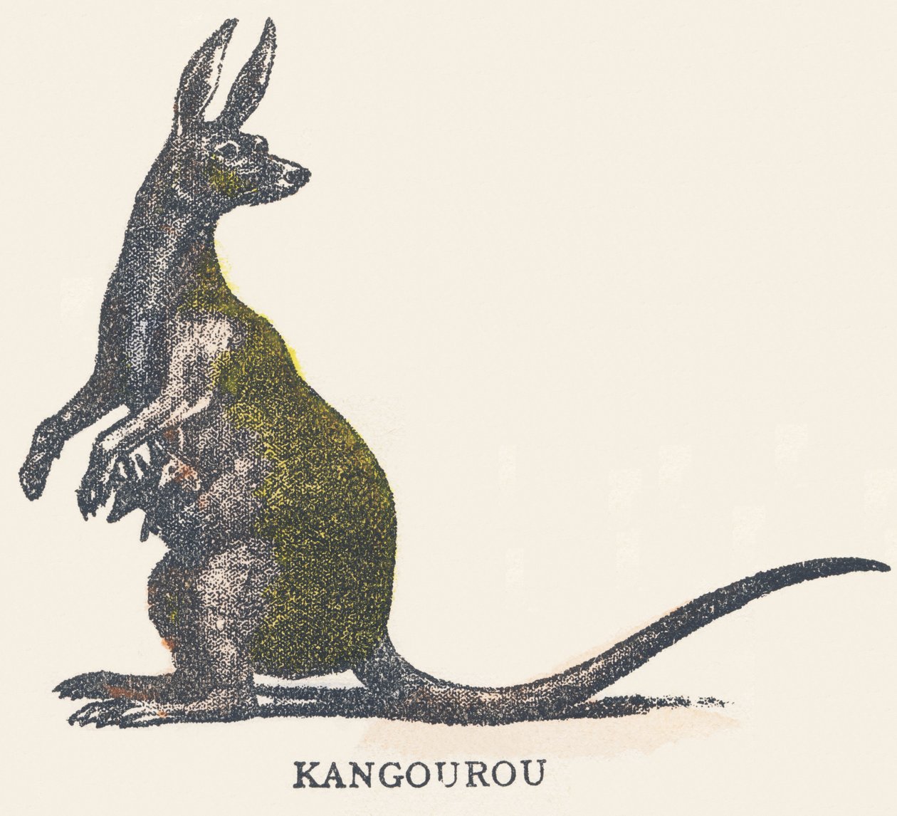 K: kenguru av Unknown artist