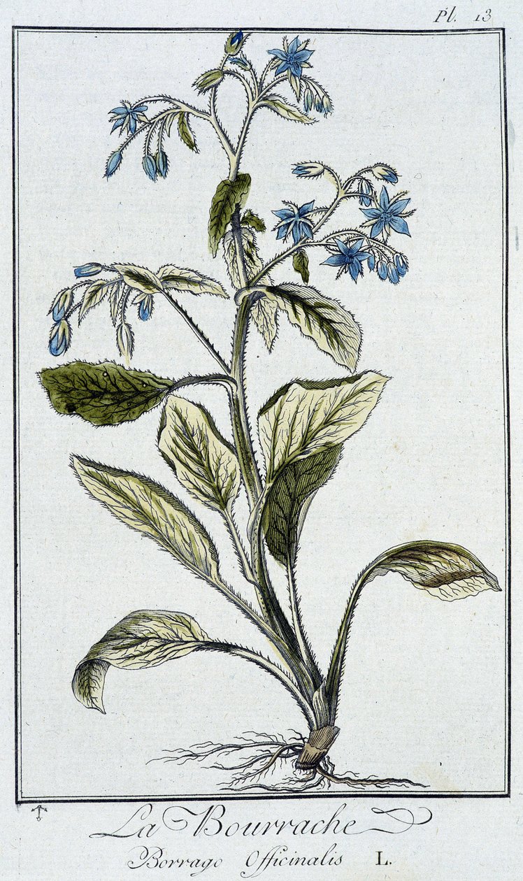 Borage (Borago Officinalis) - i "Øvelser i botanikk for bruk av handelsmenn", skrevet av J.C. Philibert, Imprimerie de Crapelet, Paris av Unknown artist