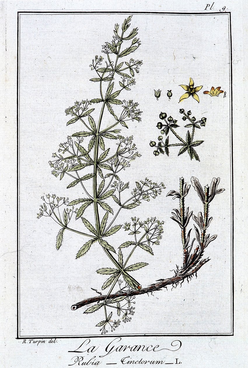 La Garance (Rubia Tinctorum) - i "Øvelser i botanikk for bruk av handelsmenn", skrevet av J.C. Philibert, Imprimerie de Crapelet, Paris av Unknown artist