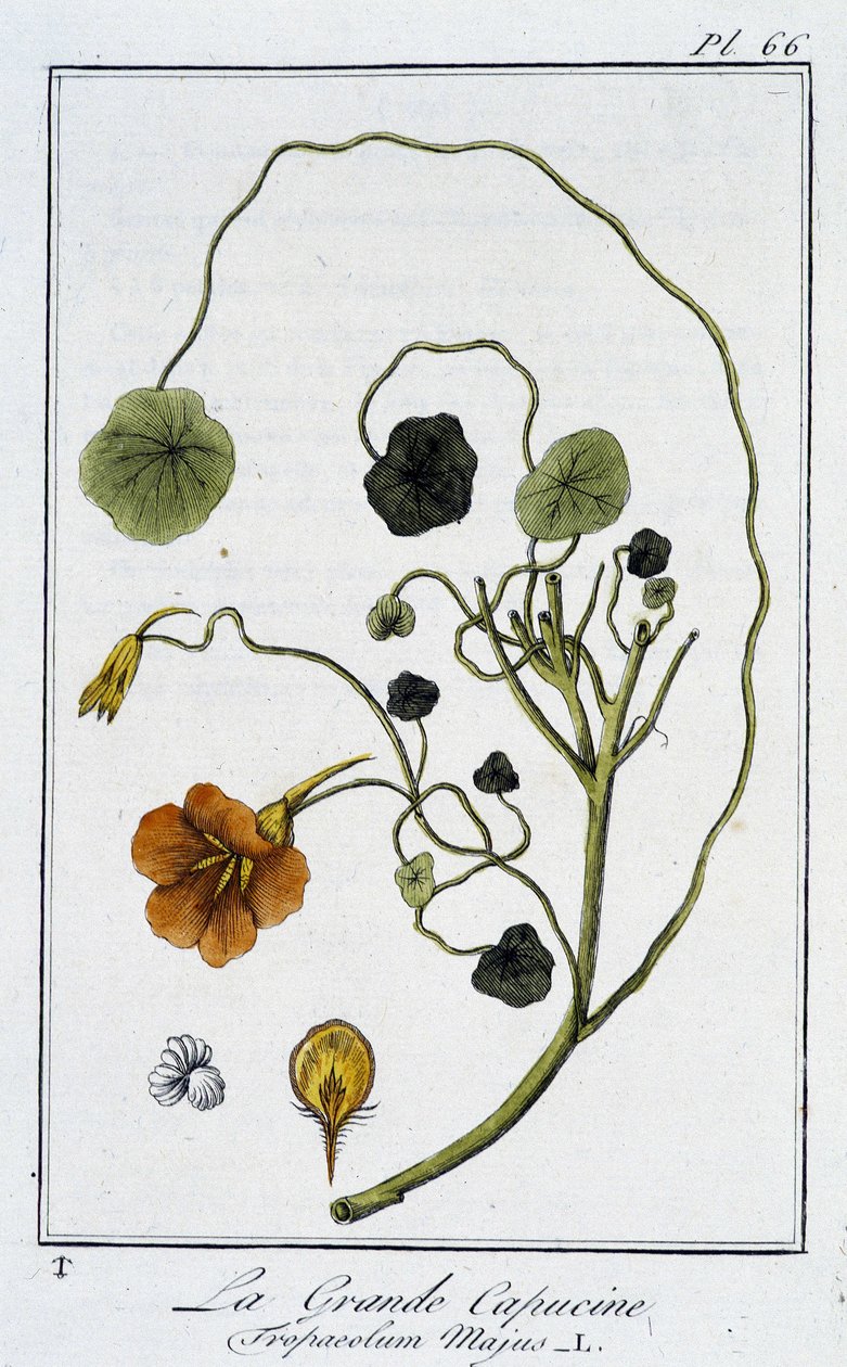 La Grande Nasturtium (Tropaeolum Majus) - i "Øvelser i botanikk til bruk for handelsmenn", skrevet av J.C. Philibert, Imprimerie de Crapelet, Paris av Unknown artist