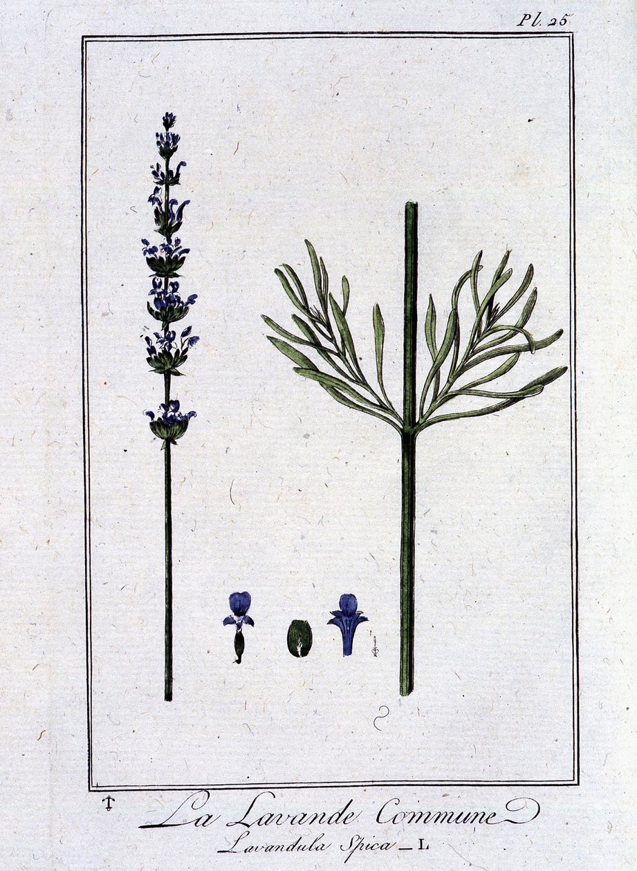 Vanlig lavendel (Lavandula Spica) - i "Øvelser i botanikk for handelsmenn", skrevet av J.C. Philibert, Imprimerie de Crapelet, Paris av Unknown artist