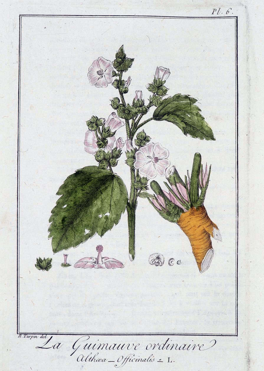 Den vanlige marshmallow (Althaea Officinalis) - i "Øvelser i botanikk for bruk av handelsmenn", redigert av J.C. Philibert, Imprimerie de Crapelet, Paris av Unknown artist