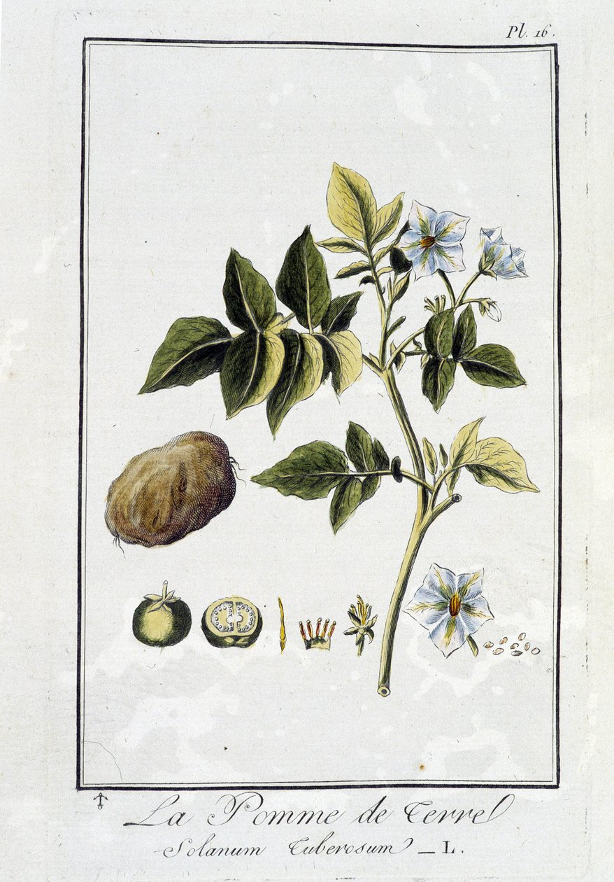 La Potato (Solanum Tuberosum) - i "Øvelser om botanikk og bruk des tradants", skrevet av J.C. Philibert, Imprimerie de Crapelet, Paris av Unknown artist