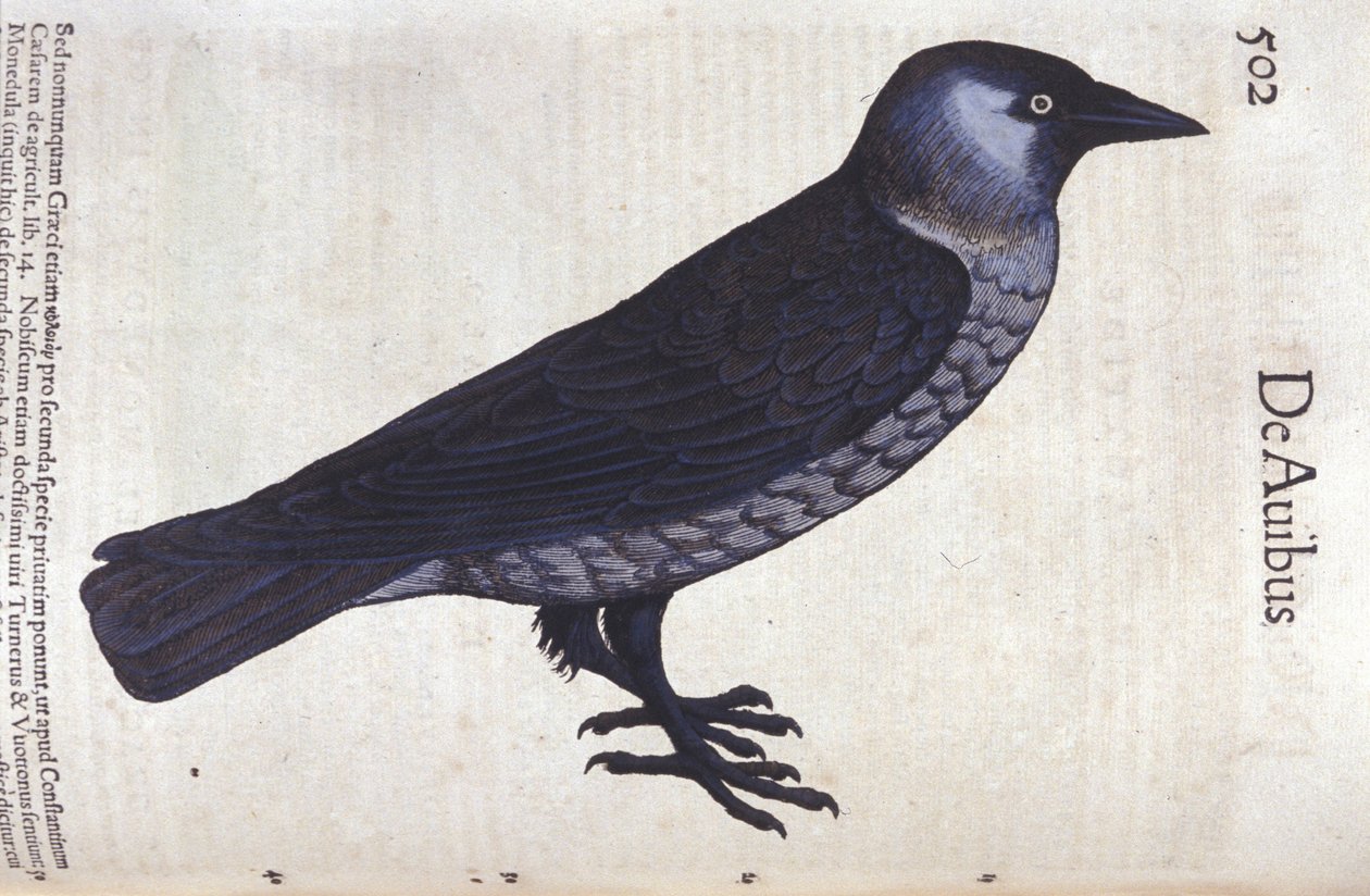 La choucas i Historia Animalium av Conrad Gesner (1516 - 1565), Tiguri av Unknown artist