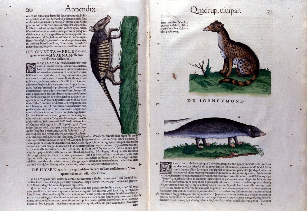 La civette, la hyene og la mangouste, i History of Animals av Conrad Gesner (1516 - 1565), Tiguri av Unknown artist
