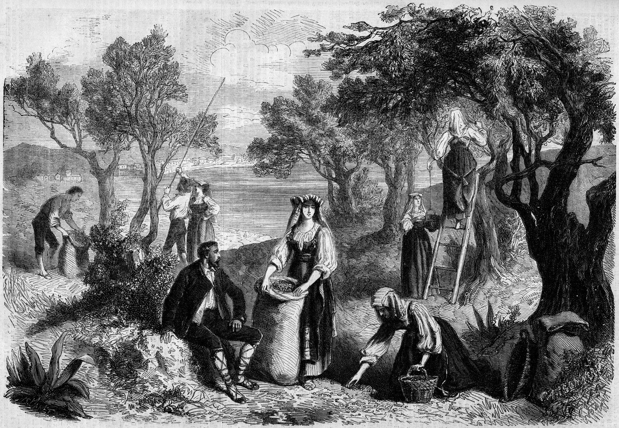Plukke oliven i Italia av Unknown artist