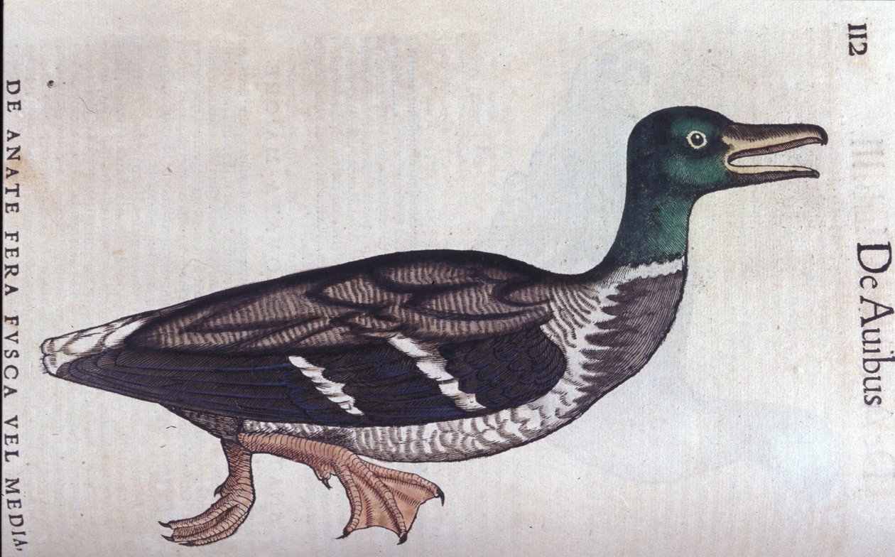 La ducard souchet i Historia Animalium de Conrad Gesner (1516 - 1565), Tiguri av Unknown artist