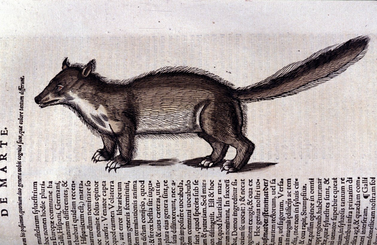 La martre (eller marte) i Historia Animalium de Conrad Gesner (1516 - 1565), Tiguri av Unknown artist