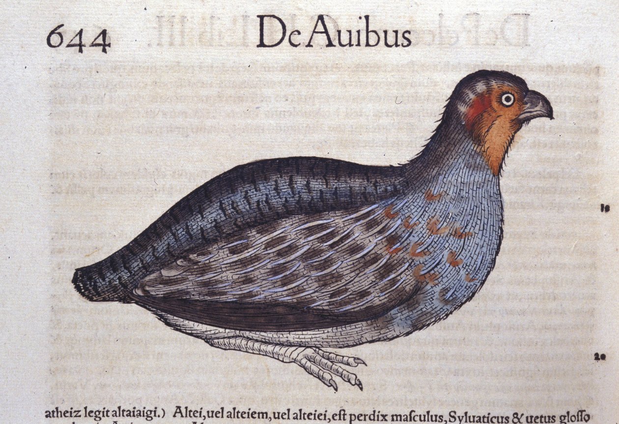 La rapphøne i Historia Animalium av Conrad Gesner (1516 - 1565), Tiguri av Unknown artist