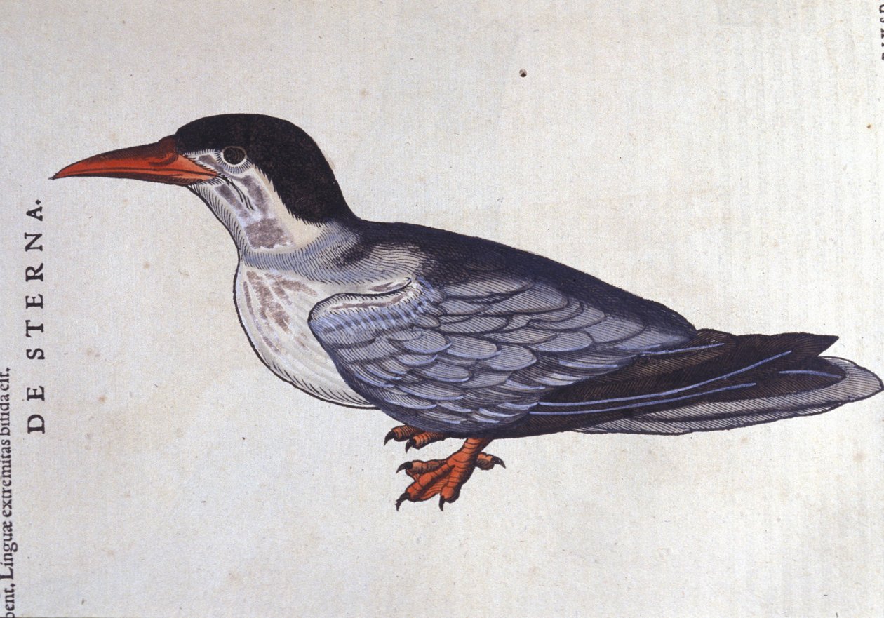 La tern ou swallow des mers i Historia Animalium de Conrad Gesner (1516 - 1565), Tiguri av Unknown artist