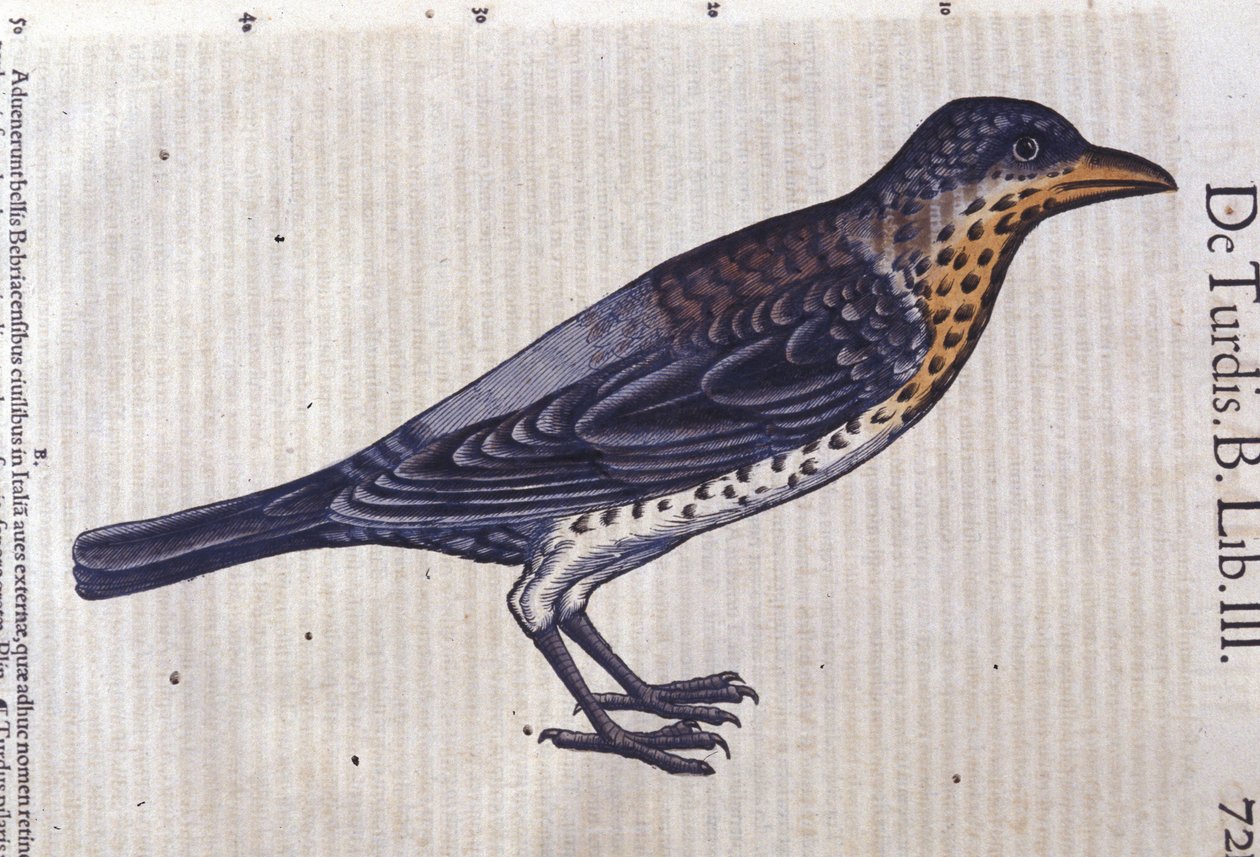La trost i Historia Animalium av Conrad Gesner (1516 - 1565), Tiguri av Unknown artist