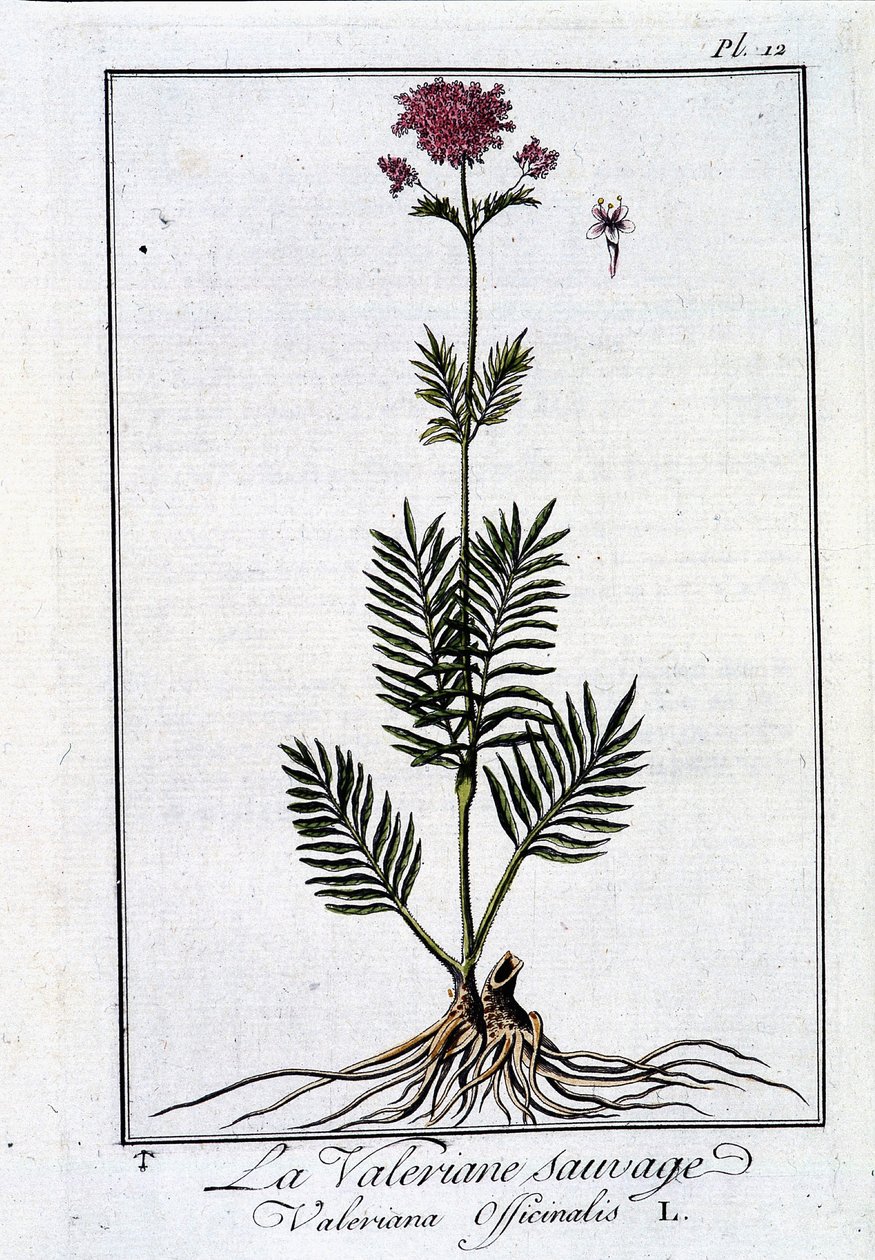 Vill valerian - i "Exercise in botany for the use of traders"" av J.C. Philibert, imp. fra Crapelet, Paris av Unknown artist