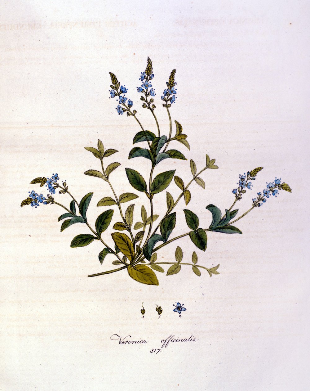 La veronica. 1800-talls gravering. av Unknown artist