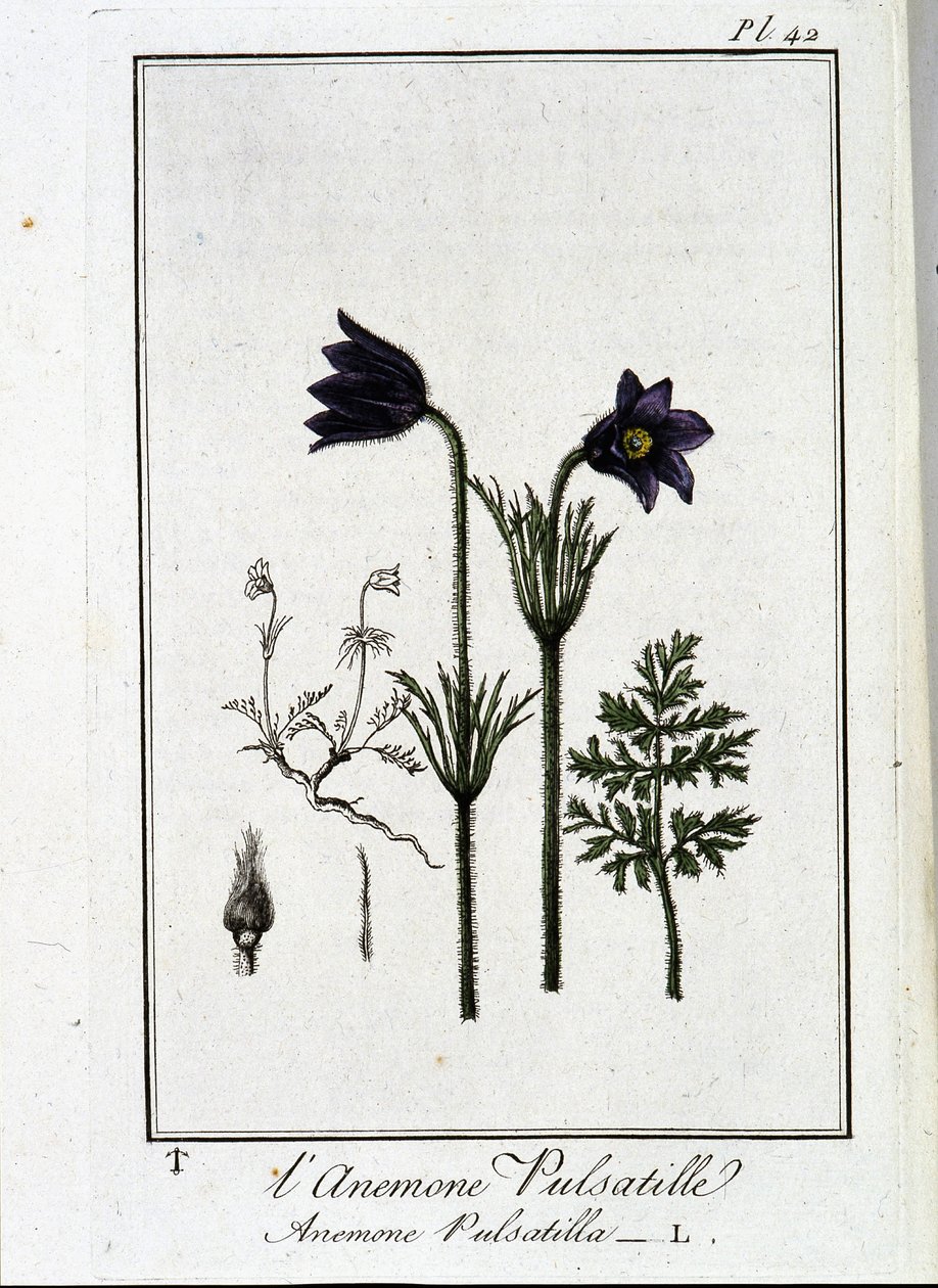 Anemone pulsatilla - i "Øvelser i botanikk for bruk av handelsmenn", skrevet av J.C. Philibert, Imprimerie de Crapelet, Paris av Unknown artist
