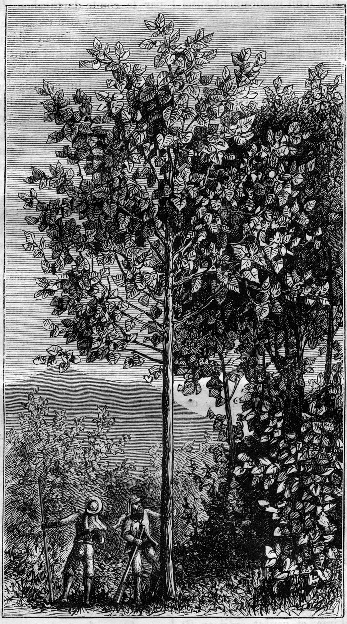 Cinchona-treet (Cinchona officinalis). Gravering i "" Nature" av Unknown artist