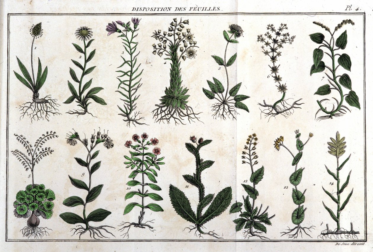 Layout av bladene: i "" Flora Françoise, eller en kort beskrivelse av alle plantene som vokser naturlig i Frankrike, arrangert i henhold til en ny analysemetode som sitatet deres mindre tvetydige dyder innen medisin, og deres nytte i av Unknown artist