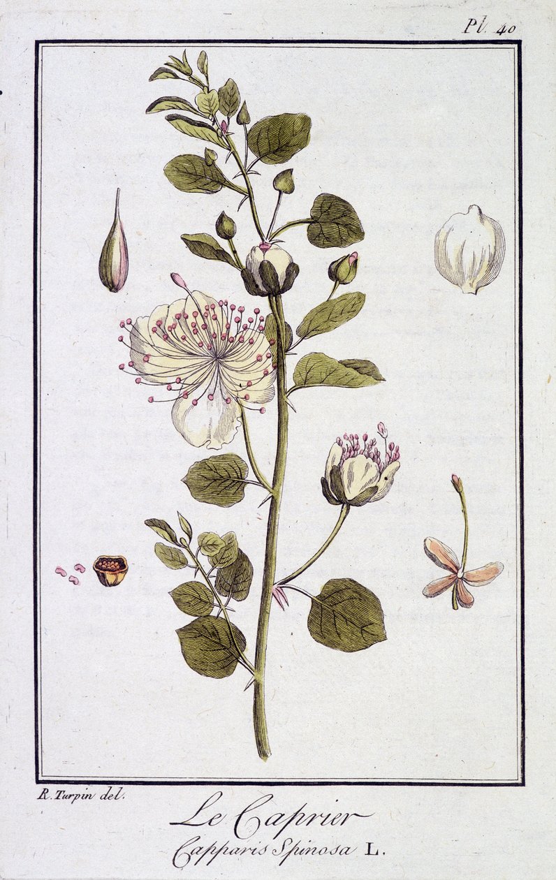 Caprieren (Capparis Spinosa) - i "Øvelser i botanikk for bruk av handelsmenn", redigert av JC Philibert, Imprimerie de Crapelet, Paris av Unknown artist