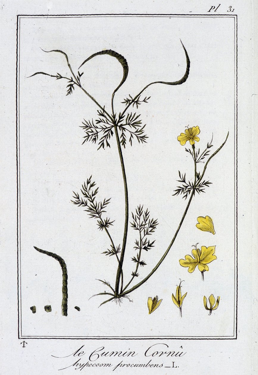 Horned Cumin (Hypecoum procumbens) - i "Exercises in botany for the use of traders", redigert av J.C. Philibert, Imprimerie de Crapelet, Paris av Unknown artist