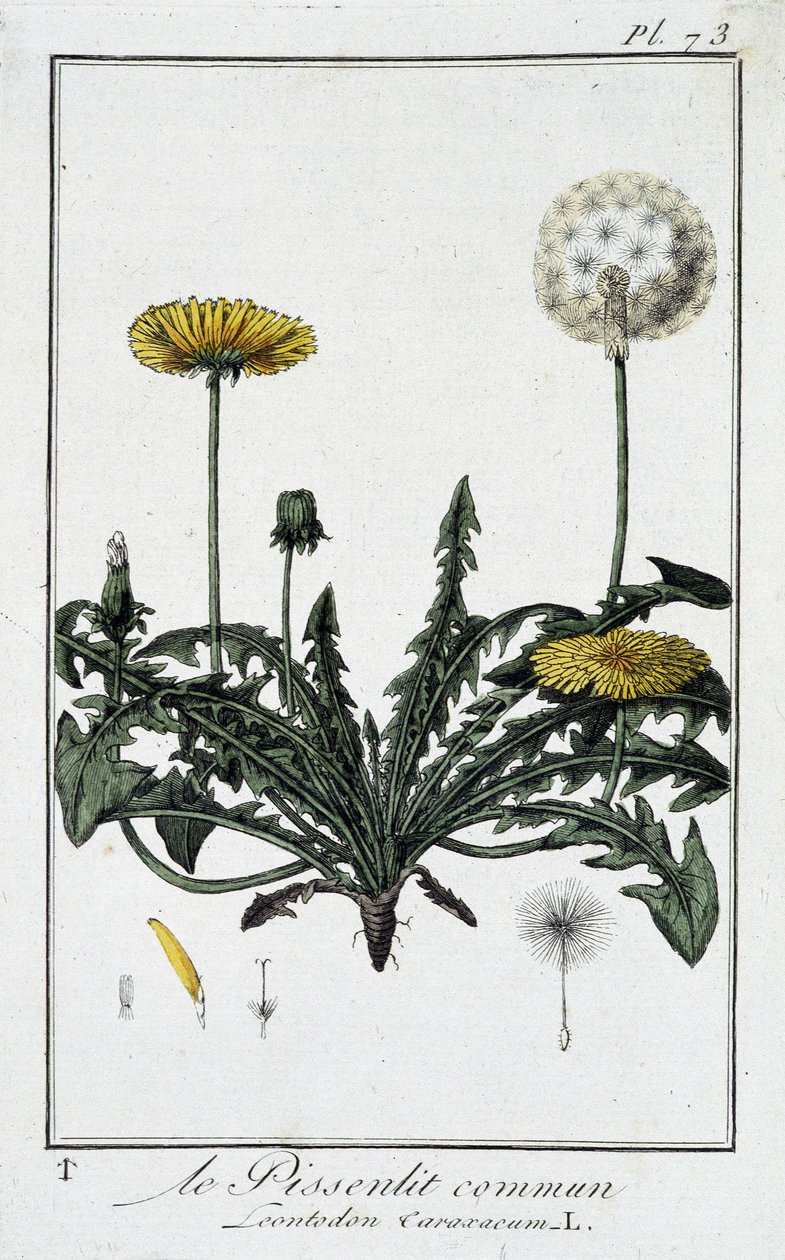 Den vanlige løvetann (Leontodon caraxacum) - i "Øvelser i botanikk for bruk av handelsmenn", skrevet av J.C. Philibert, Imprimerie de Crapelet, Paris av Unknown artist