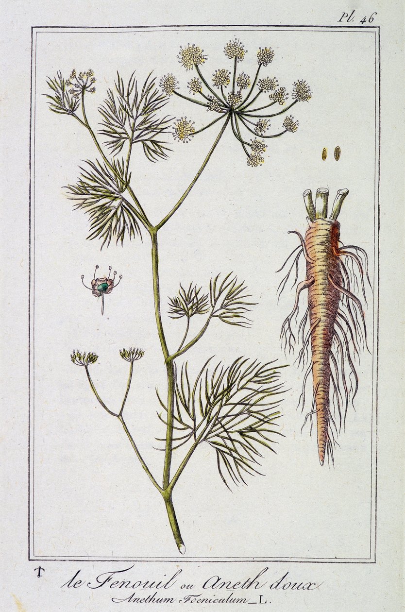 Fennikelen eller søt dill (Anethum Foeniculum) - i "Øvelser i botanikk for bruk av handelsmenn", redigert av J.C. Philibert, Imprimerie de Crapelet, Paris av Unknown artist