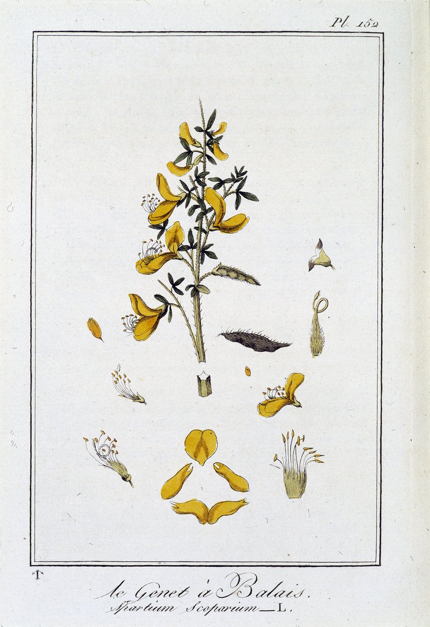 Le Genet a Broom (Spartium Scoparium) - i "Øvelser i botanikk for bruk av handelsmenn", redigert av J.C. Philibert, Imprimerie de Crapelet, Paris av Unknown artist