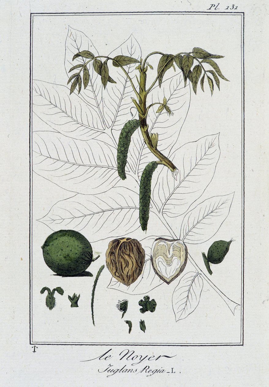 Le Noyer (Juglans Regia) - i "Øvelser i botanikk til bruk for handelsmenn", skrevet av J.C. Philibert, imp. Crapelet, Paris av Unknown artist