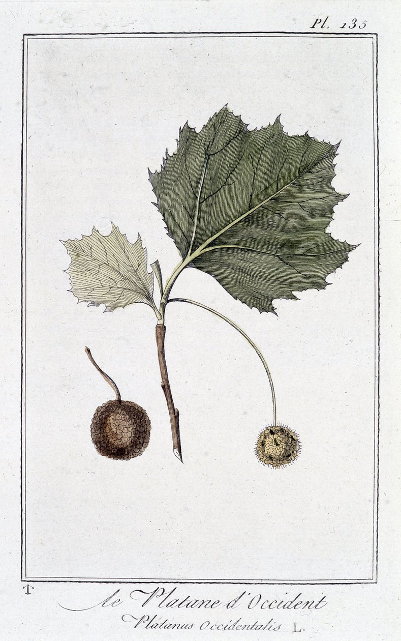 The Western Plane (Platanus occidentalis) - i "Øvelser i botanikk for bruk av handelsmenn", redigert av JC Philibert, Imprimerie de Crapelet, Paris av Unknown artist