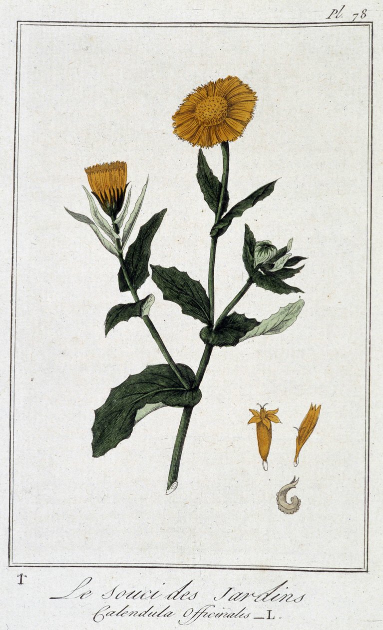 Marigold (Calendula Officinalis) - i "Øvelser i botanikk for bruk av handelsmenn", skrevet av J.C. Philibert, imp. Crapelet, Paris av Unknown artist