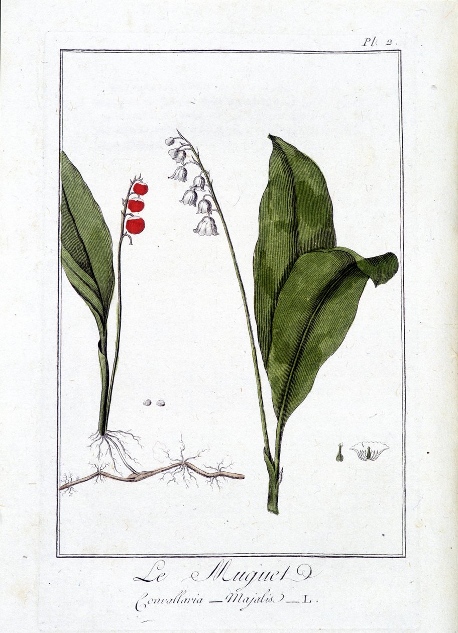 Trosten (Convallaria Majalis) - i "Øvelser i botanikk til bruk for handelsmenn", skrevet av J.C. Philibert, Imprimerie de Crapelet, Paris av Unknown artist