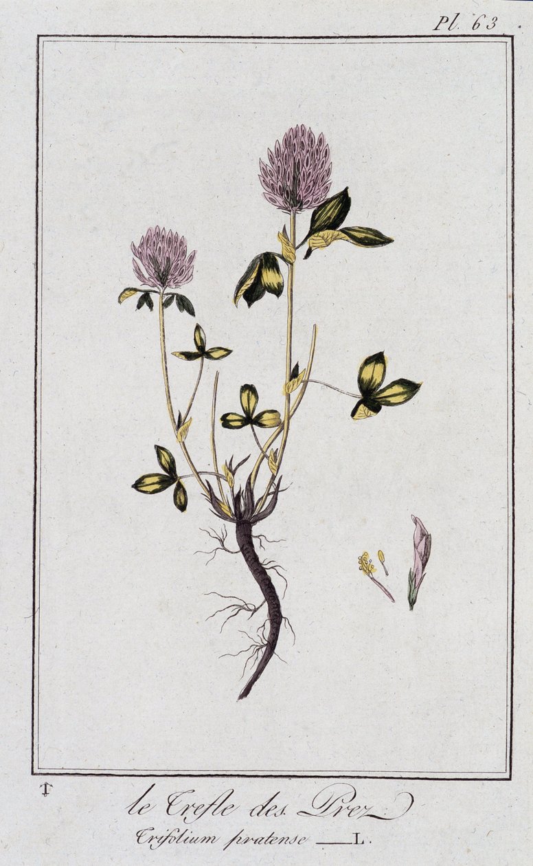 Le Clover des Meadows (Trifolium pratense) - i "Øvelser i botanikk for bruk av handelsmenn", redigert av J.C. Philibert, Imprimerie de Crapelet, Paris av Unknown artist