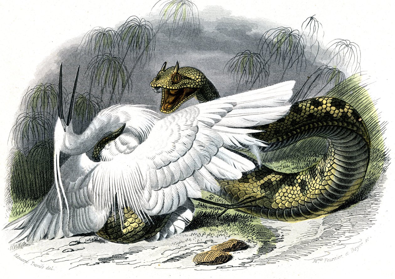 Le ceraste (Vipera cerastes) - Plate fra naturhistorie av Bernard Germain de Lacepede (1856-1925), utgave P.Furme, Paris av Unknown artist