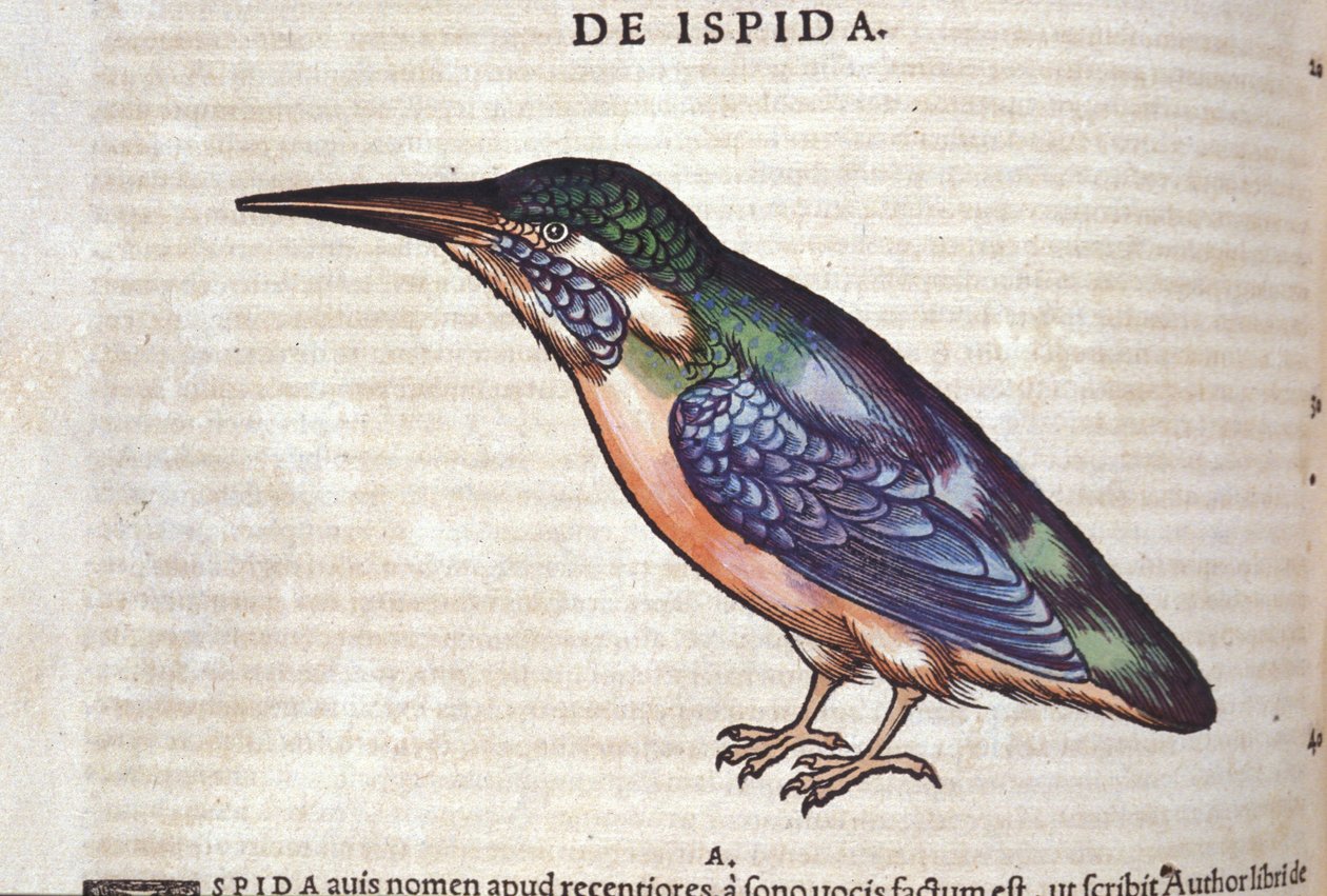 Le guêpier i Historia Animalium av Conrad Gesner (1516 - 1565), Tiguri av Unknown artist