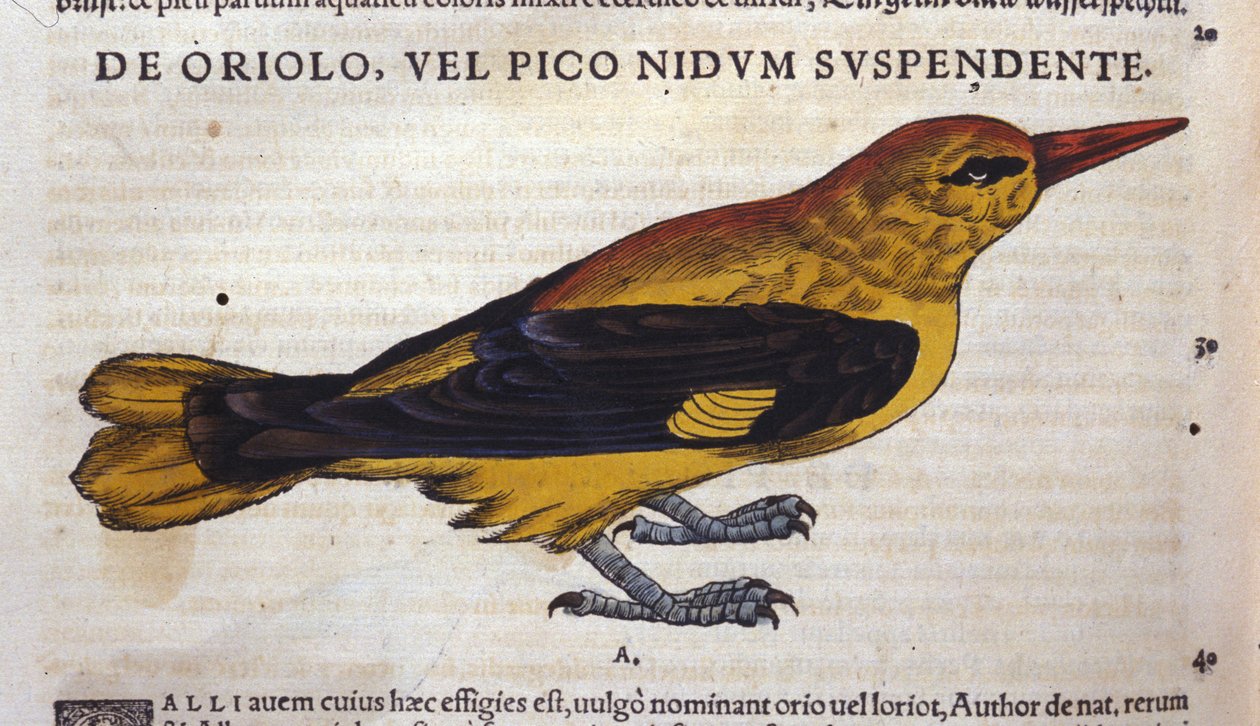 Bildet i Historia Animalium av Conrad Gesner (1516 - 1565), Tiguri av Unknown artist