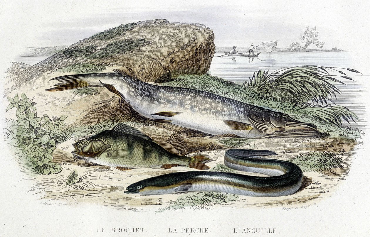 Le pike, la perche et l