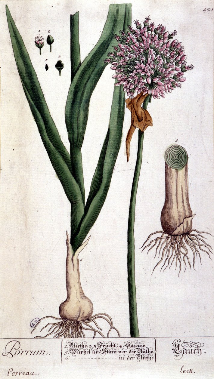 Purre - botanisk bord av Unknown artist