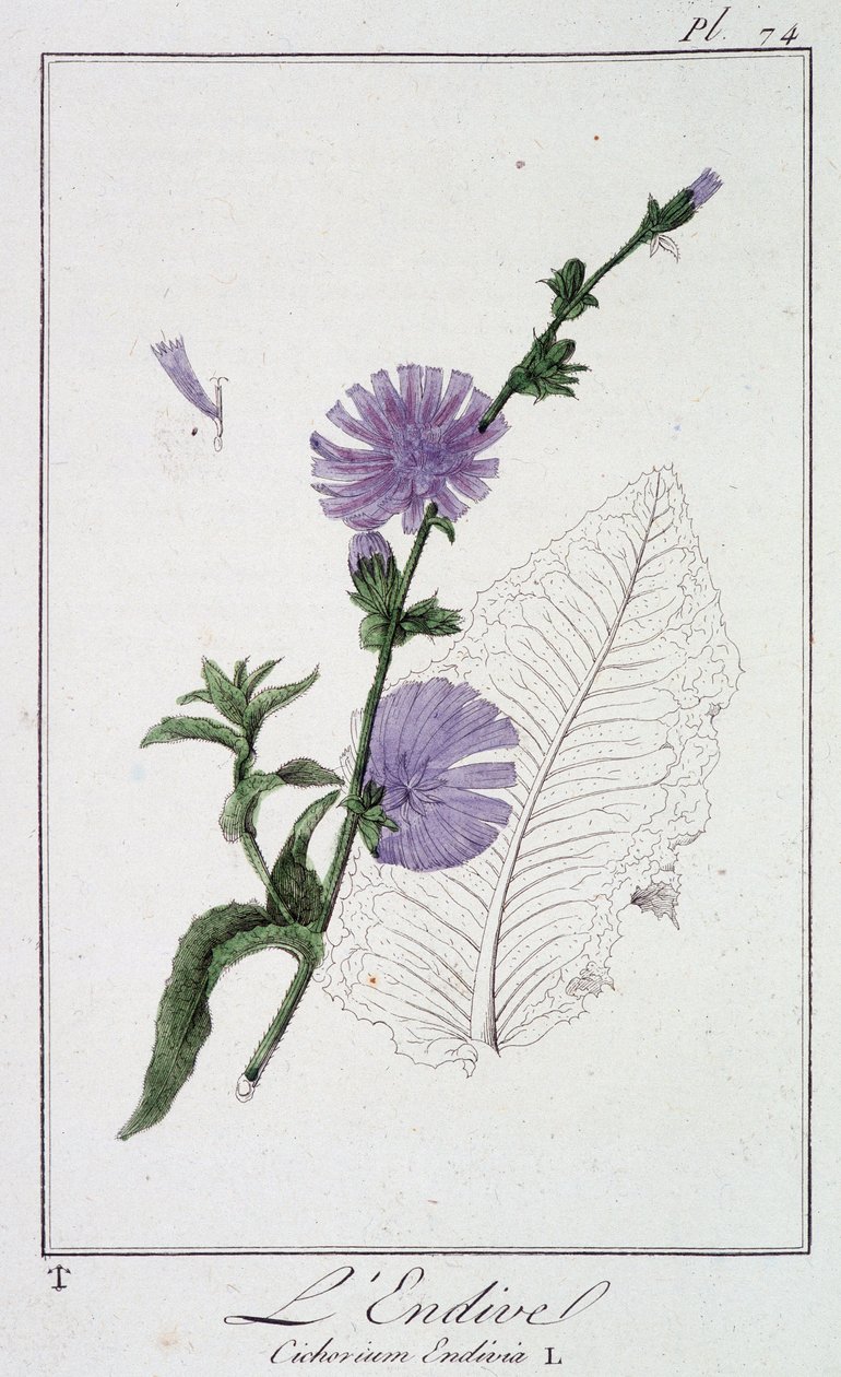 Endive (Cichorium Endivia) - i "Øvelser i botanikk for bruk av handelsmenn", skrevet av J.C. Philibert, Imprimerie de Crapelet, Paris av Unknown artist