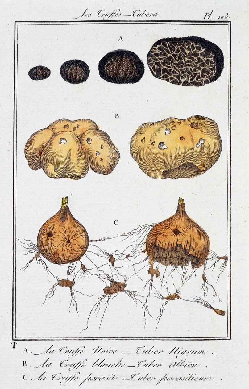Trøfler (Tubera) - i "Botaniske øvelser for kjøpmenn" skrevet av JC Philibert, Imprimerie de Crapelet, Paris av Unknown artist