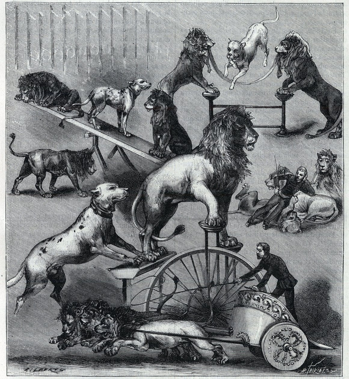 Les løver kjoler du Nouveau Cirque à Paris: forskjellige triks av et akrobatisk nummer med løver, temmere og hunder. Gravering i "" La Nature"" 1890. Privat samling. av Unknown artist