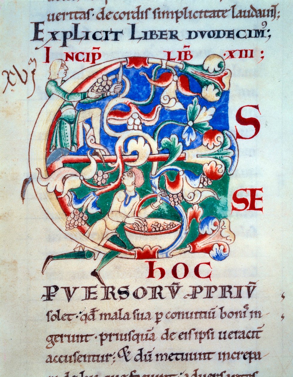 Lettrine C; en vintreet tidlig på 1100-tallet. Miniatyr av middelalderen. Manuskript "Moralia in Job"" fra Citeaux Abbey for Gregoire Pope I av Unknown artist