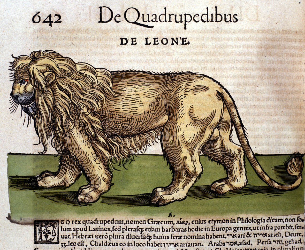 Løve etter Historia Animalium av Conrad Gesner, Tiguri 1560. Biblioteca Nazionale Braidense. Milan av Unknown artist