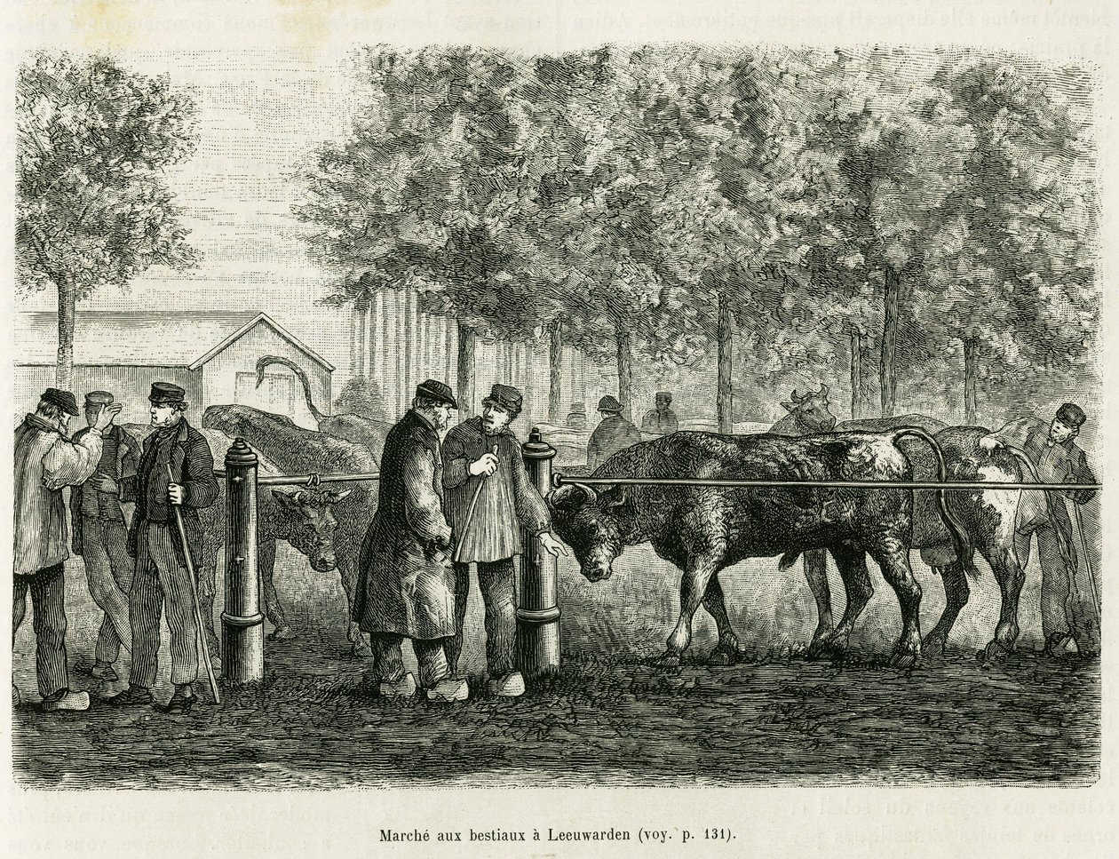 Husdyrvandring i Leeuwarden (Nederland). Gravering for å illustrere historien La Frise, basert på et forhold til en nederlandsk avis, i le tour du monde 1886, regissert av Edouard Charton (1807-1890), Hachette, Paris. av Unknown artist