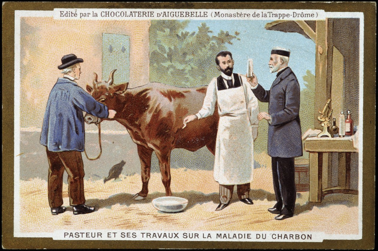 Louis Pasteur og hans arbeid med kullsykdom - reklameetikett for Chocolats d