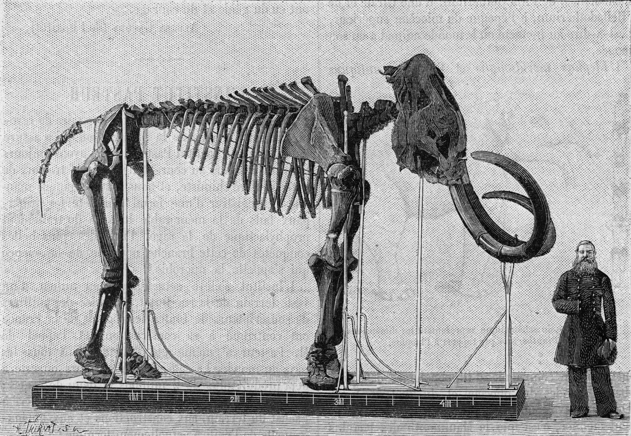 Mammoth-skjelett (elephas primigenius) oppdaget på bredden av Ishavet nær munningen av Lena-elven og rapportert i 1806 til Museum of the Academy of Sciences of St. Petersburg (St. Petersburg) av Mr. Adams. (Fra et fotografi). Gravering i av Unknown artist