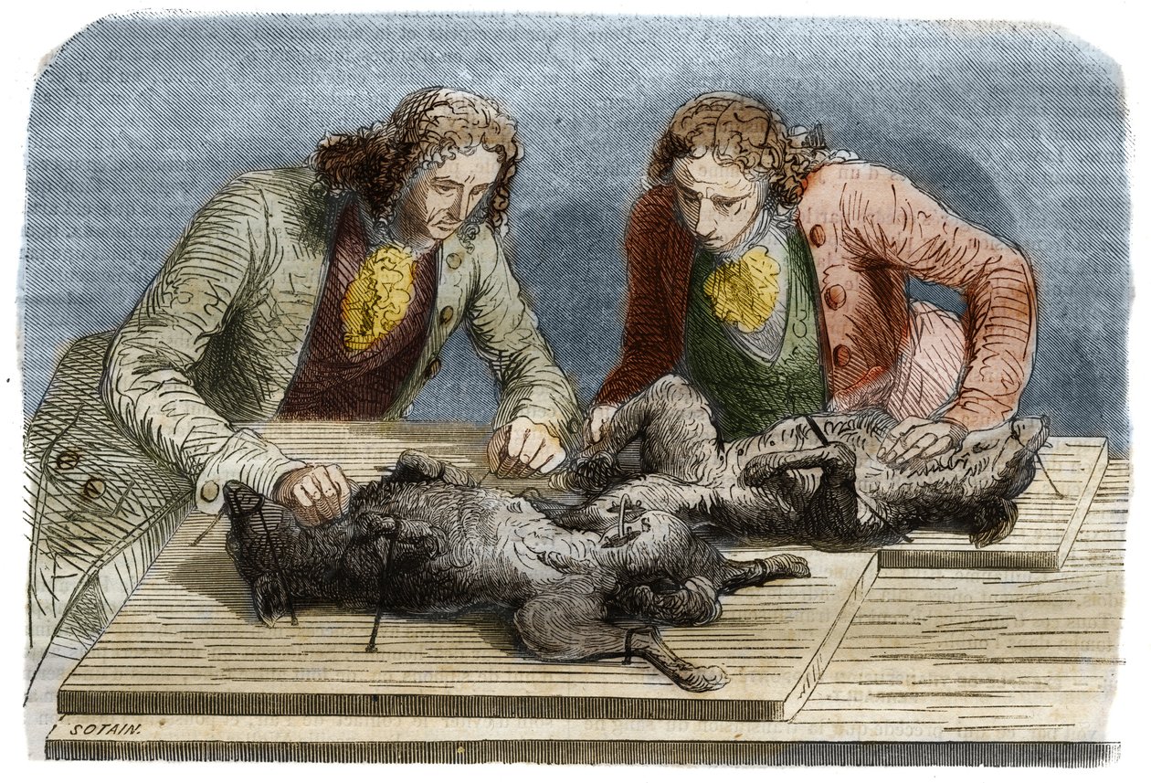 Medisinsk erfaring: blodoverføring utført på to hunder i Paris i 1667. Gravering fra 1857 etter tegning av Claude Perrault. av Unknown artist