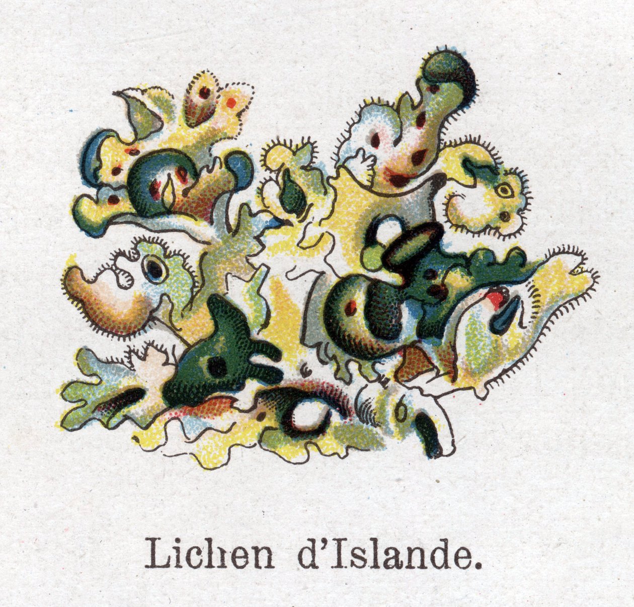 Medisin- og matbotaniske planter: Islandsk lav. Gravering i "" La medication naturelle"", av Friedrich Eduard Bilz (1842-1922) av Unknown artist