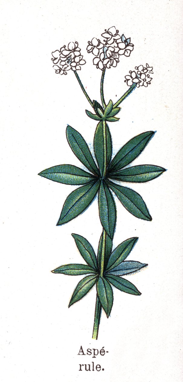 Medicinal and food botanical plants: asperula. Engraving in “” La medication naturelle””, by Friedrich Eduard Bilz (1842-1922) av Unknown artist
