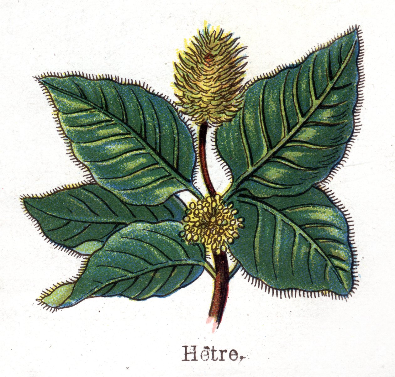 Medicinal and food botanical plants: beech. Engraving in “” La medication naturelle””, by Friedrich Eduard Bilz (1842-1922) av Unknown artist