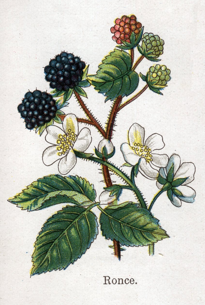 Medicinal and food botanical plants: bramble. Engraving in “” La medication naturelle””, by Friedrich Eduard Bilz (1842-1922) av Unknown artist