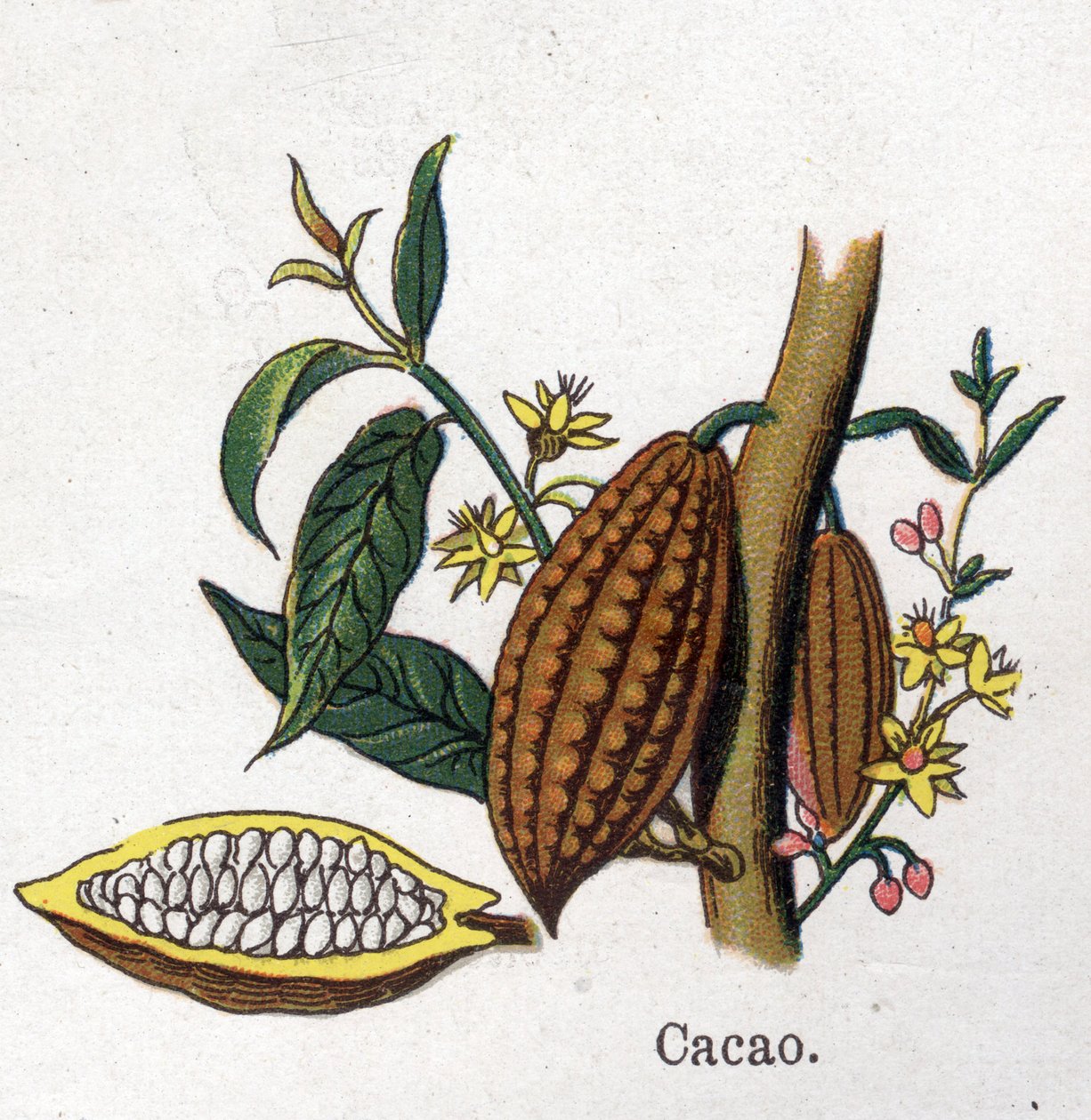Medicinal and food botanical plants: cocoa. Engraving in “” La medication naturelle””, by Friedrich Eduard Bilz (1842-1922) av Unknown artist
